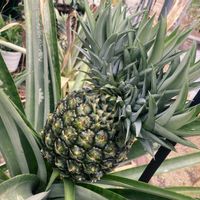 パイナップル,癒し,フルーツ,グリーンのある暮らし,GSのみなさんに感謝♡の画像