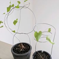 亀甲竜,亀甲竜,ディオスコレア 亀甲竜,珍奇植物,根塊植物の画像