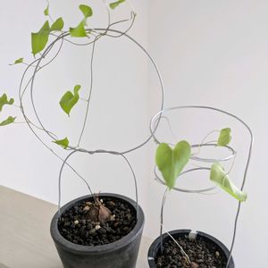 亀甲竜,亀甲竜,ディオスコレア 亀甲竜,珍奇植物,根塊植物の画像