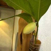 ウツボカズラの画像