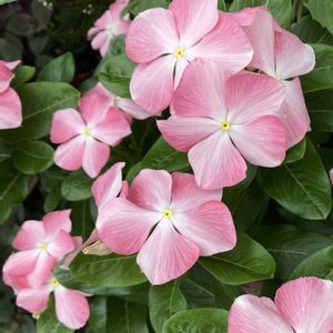 ニチニチソウ,日々草,ガーデニング,夏の花,花のある暮らしの画像