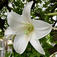 テッポウユリ,テッポウユリ,癒される,瑞々しい,鮮やかな色の画像