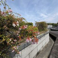 アベリア,お盆,oriの自由なピンクの日,２０２０年５月同期,朝ラーメンの画像
