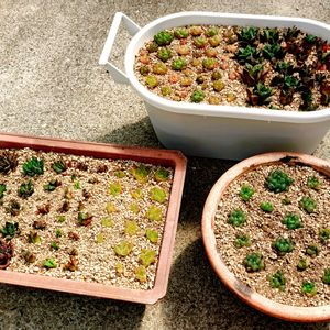 もりもり多肉,植中毒,モリモリにしたい,タニラー,野ざらし雨ざらしの画像