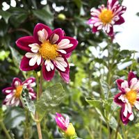 ミニダリア,花壇,ガーデニング,マイガーデン,小さな庭の画像