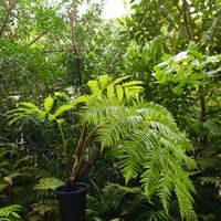 ヘゴ,シダ,シダ植物,木性シダ,ヘゴシダの画像