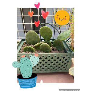 サボテン,ガジュマル,ウチワサボテン,盆栽,多肉植物の画像
