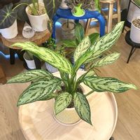 アグラオネマ,アグラオネマ・シルバークイーン,観葉植物,成長記録,斑入り。の画像