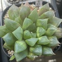 オブツーサ,ハオルチア,ハオルチア 青蛇伝,多肉植物,軟葉系ハオルチアの画像