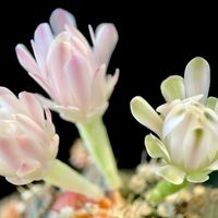Gymnocalycium friedrichii LB2178 hybrid,カクタス広瀬,窓辺の画像