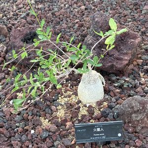 サボテン,ハオルチア,多肉植物,塊根植物,温室の画像