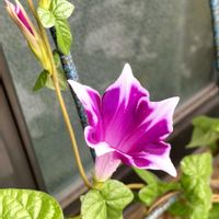 アサガオ,ガーデニング,お花,おうち園芸,小さな庭の画像