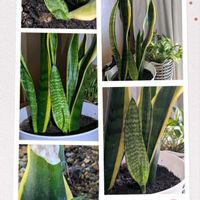 葉挿しBaby,我が家の庭✨,子沢山,わが家の観葉植物❢,イキイキ✨の画像