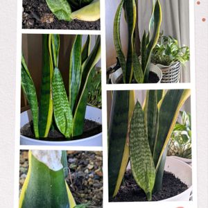 葉挿しBaby,我が家の庭✨,子沢山,わが家の観葉植物❢,イキイキ✨の画像