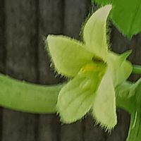 オキナワスズメウリ,オキナワスズメウリ,花のある暮らし,驚き!!,おでかけ先の画像