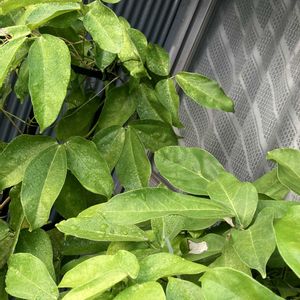 ヒスイカズラ,鉢植え,カット苗,ヒスイカズラ属,ヒスイカズラ鉢植えの画像