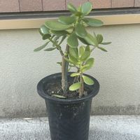 金のなる木の画像