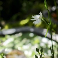 サギソウ,サギソウ,ベニコウホネ,イシガメ,温帯睡蓮　グレッグスオレンジビューティーの画像