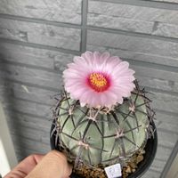 サボテン,雷帝,多肉植物,観葉植物,お花の画像