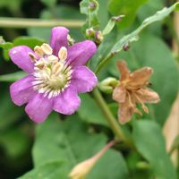 クコ,枸杞（クコ）の花,散歩コース,GSに感謝。,植物観察の画像