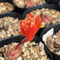 ハエマンサス,マユハケオモト,球根植物の画像