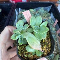 多肉,ロンリーハート,多肉植物,葉挿し,エケベリア属の画像