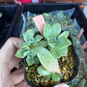 多肉,ロンリーハート,多肉植物,葉挿し,エケベリア属の画像