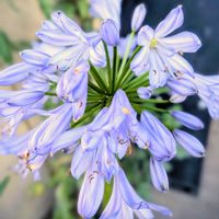 アガパンサス,ブルーヘブン,アガパンサス ブルーヘブン,花のある暮らし,no flower no lifeの画像