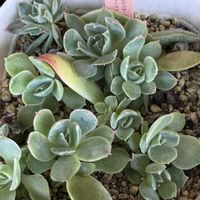 多肉,多肉植物,葉挿し,エケベリア属,ベランダガーデンの画像