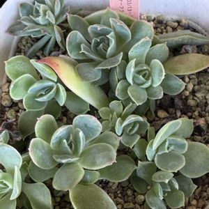 多肉,多肉植物,葉挿し,エケベリア属,ベランダガーデンの画像