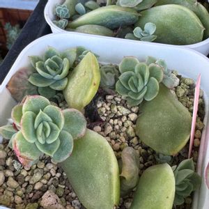 多肉,多肉植物,葉挿し,エケベリア属,ベランダガーデンの画像