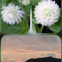 セキチク,千日紅,バラ,ムクゲ,ヒオウギの画像