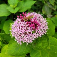 ボタンクサギ,ヒメイワダレソウ,テイカカズラ,姫岩垂草（ヒメイワダレソウ）,ボタンクサギ（牡丹臭木）の画像
