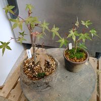 イロハモミジ,出猩々もみじの画像