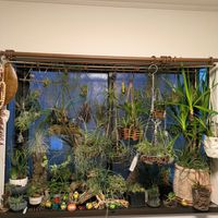 チランジア,テクトラム,リオホンドエンシス,アルボマルギナータ,観葉植物の画像