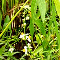 オモダカ,野草,田園地帯の画像