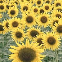 ひまわり,小さな花壇,ガーデニング初心者,小さな庭の画像