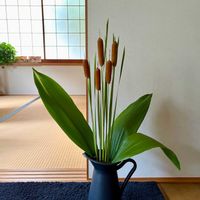 ガマ,ハラン,ガマの穂,ヒメガマ,ヒメガマの画像