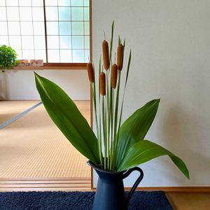 ガマ,ハラン,ガマの穂,ヒメガマ,ヒメガマの画像