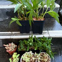 デンドロビウム,多肉,姫モンステラ,植え替え,玄関の画像
