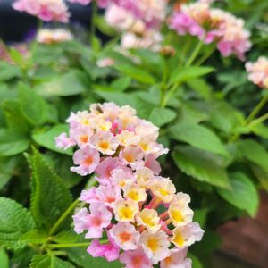 ヒマワリ,ロシアンセージ,ランタナ,ひまわり,花のある暮らしの画像