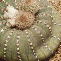 ハオルチア,多肉植物,観葉植物,塊根植物,サボテン科の画像