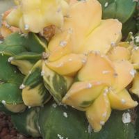ハオルチア,多肉植物,観葉植物,塊根植物,サボテン科の画像
