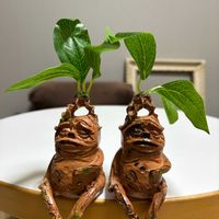 観葉植物,コーデックスの画像