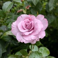 バラ,サマルカンド,ガーデニング,ロサオリエンティス,植え付けの画像