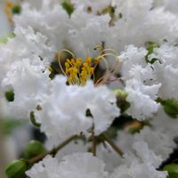 カサブランカ,カサブランカ,カサブランカ,サルスベリ,サルスベリの画像