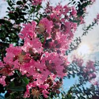 サルスベリ,モモ,百日紅（サルスベリ),実家の庭,花のある暮らしの画像