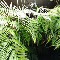 キンモウコウ,観葉植物,シダ植物,癒し,インテリアグリーンの画像