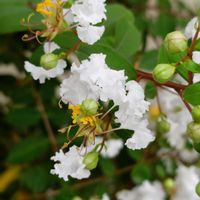 オジギソウ,サルスベリ,ミソハギ,カワラナデシコ,今日のお花の画像