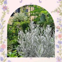 アジサイ,センニチコウ,千日紅,フロックス,リシマキアの画像